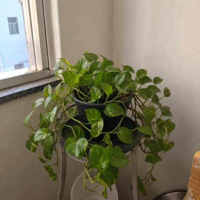Plantas saudáveis e floridas