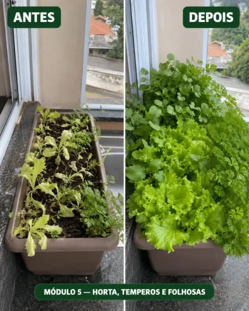 Módulo 5 - Horta, Temperos e Folhosas