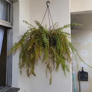 Passo 1 - identifique o problema da planta
