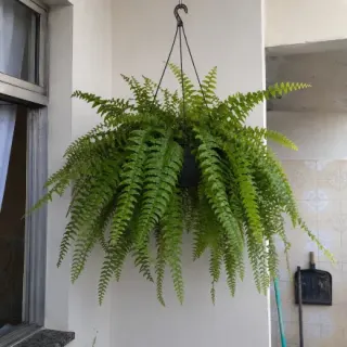 Passo 3 - aplique e veja o resultado